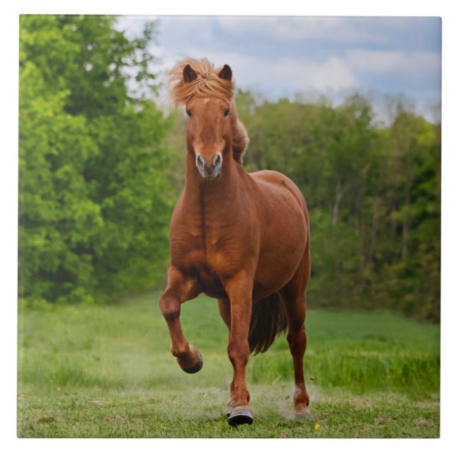 Icelandic Pony runs Tölt Funny Photo Horse Lovers Tile (Front)