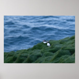 Icelandic Puffin Bird Poster