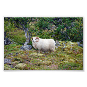 Icelandic Ram Photo Print