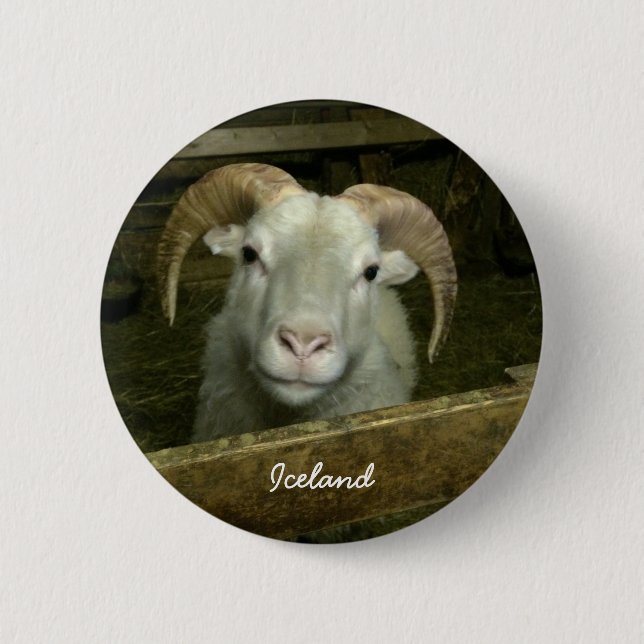 Icelandic sheep 6 cm round badge (Front)