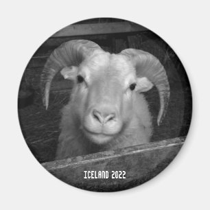 Icelandic sheep - magnet