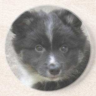 Icelandic Sheepdog 2014-0802 Coaster