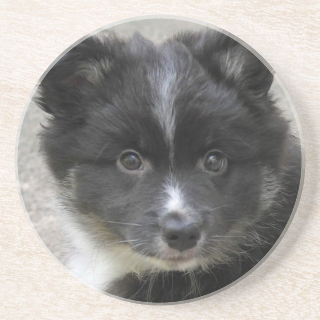 Icelandic Sheepdog 2014-0802 Coaster (Front)