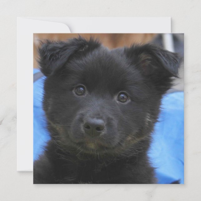 Icelandic Sheepdog 2014-0805 (Front)