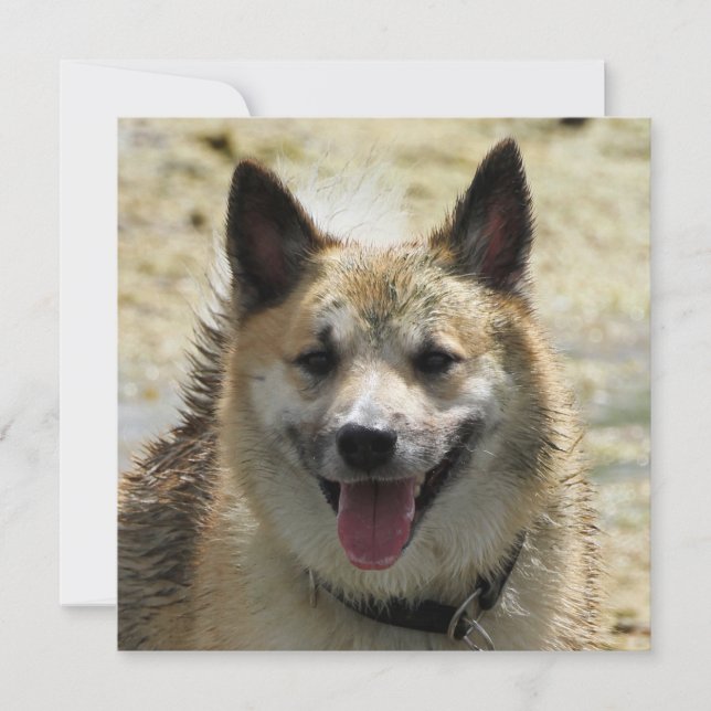 Icelandic Sheepdog 2014-0807 (Front)