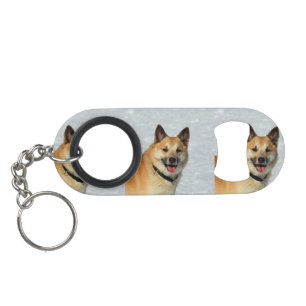 IcelandicSheepdog20150904