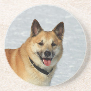 IcelandicSheepdog20150904 Coaster