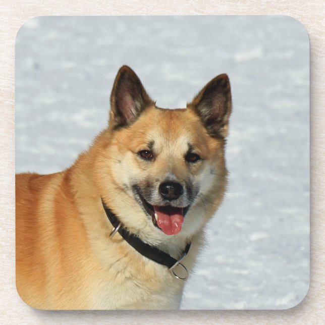 IcelandicSheepdog20150904 Coaster (Front)