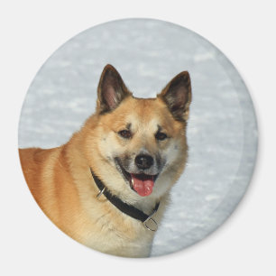 IcelandicSheepdog20150904 Magnet