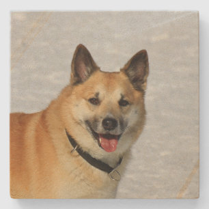 IcelandicSheepdog20150904 Stone Coaster