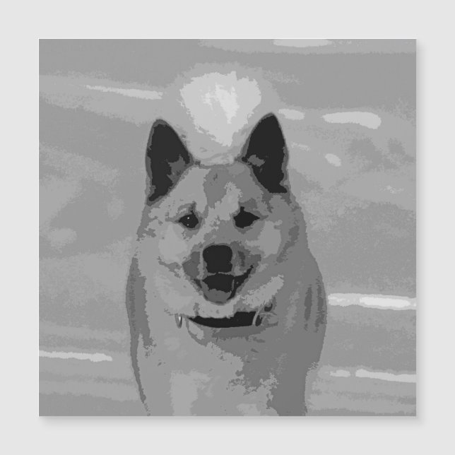 IcelandicSheepdog20151203 (Front)