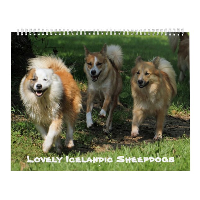 IcelandicSheepdog 001 Calendar (Cover)