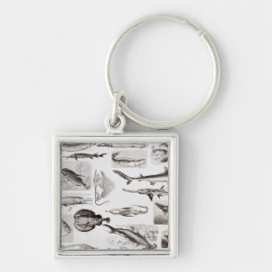 Ichthyology- Elasmobranch, Ganoid Key Ring