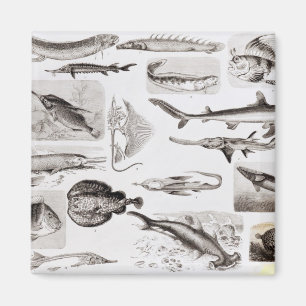 Ichthyology- Elasmobranch, Ganoid Magnet