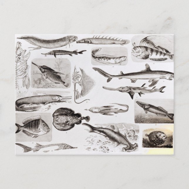 Ichthyology- Elasmobranch, Ganoid Postcard (Front)