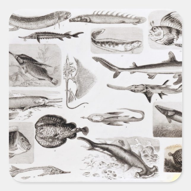 Ichthyology- Elasmobranch, Ganoid Square Sticker (Front)
