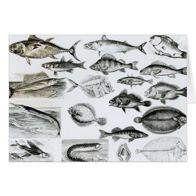 Ichthyology Osseous Fishes (Front Horizontal)