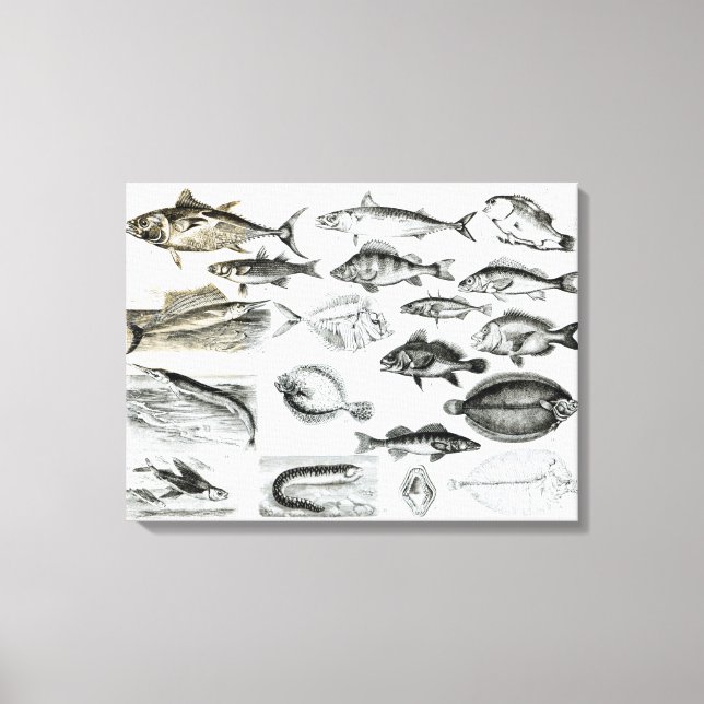 Ichthyology Osseous Fishes Canvas Print (Front)