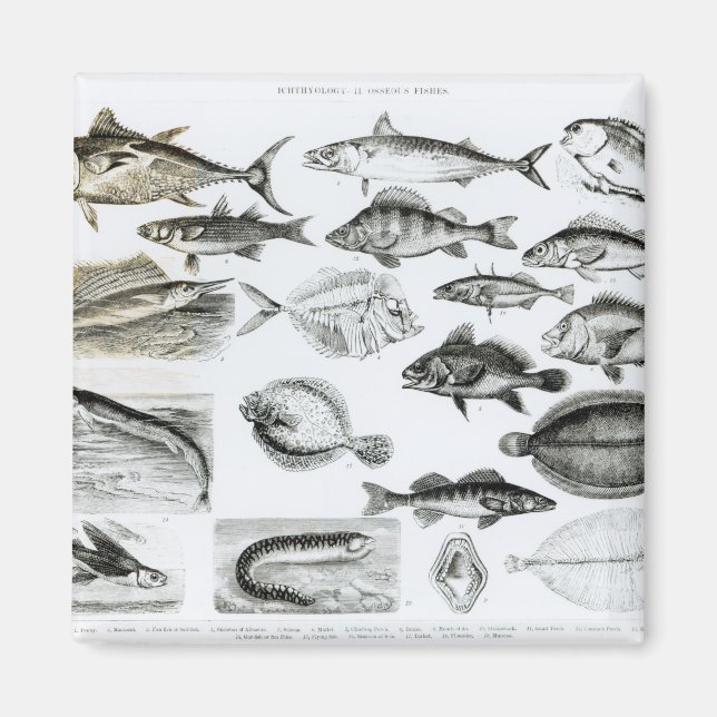 Ichthyology Osseous Fishes Magnet (Front)