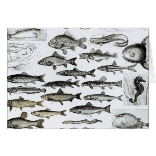 Ichthyology, Osseous Fishes, Marisipobranchs