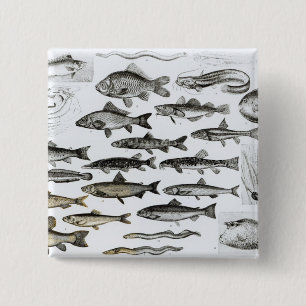 Ichthyology, Osseous Fishes, Marisipobranchs 15 Cm Square Badge