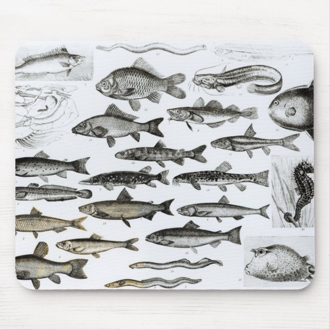 Ichthyology, Osseous Fishes, Marisipobranchs Mouse Mat (Front)