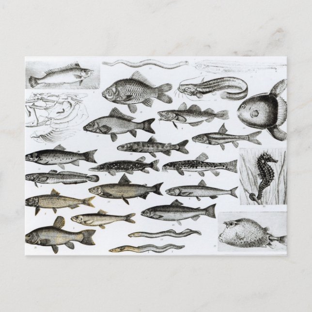 Ichthyology, Osseous Fishes, Marisipobranchs Postcard (Front)
