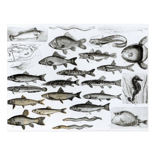 Ichthyology, Osseous Fishes, Marisipobranchs Postcard