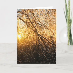 icicle branches at sunset holiday card
