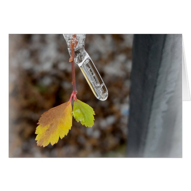 Icicle on leaf (Front Horizontal)