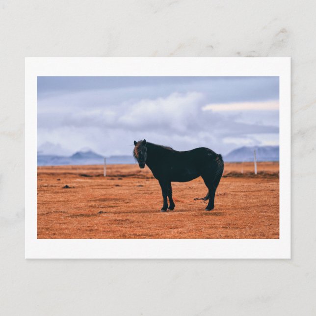 Iconic black Icelandic horse postcard (Front)