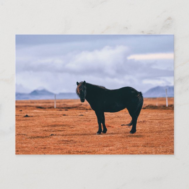 Iconic black Icelandic horse postcard (Front)