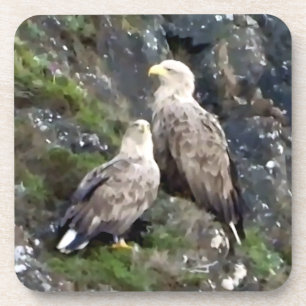 Iconic Scottish Highland White Tailed Eagle Pair  Coaster