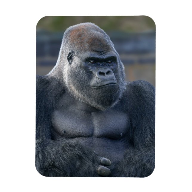 Iconic Silverback Oumbi Magnet (Vertical)