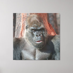 Iconic Silverback - Oumbi Unveiled Canvas Print