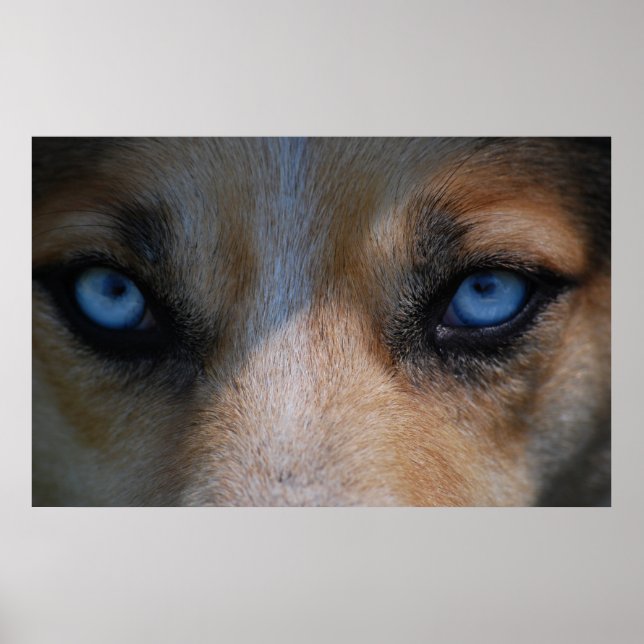 Icy Blue Canine Eyes Poster (Front)