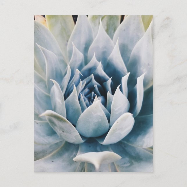 Icy blue succulent postcard (Front)