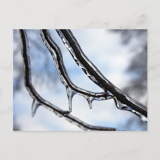 Icy Branches Postcard (Front)