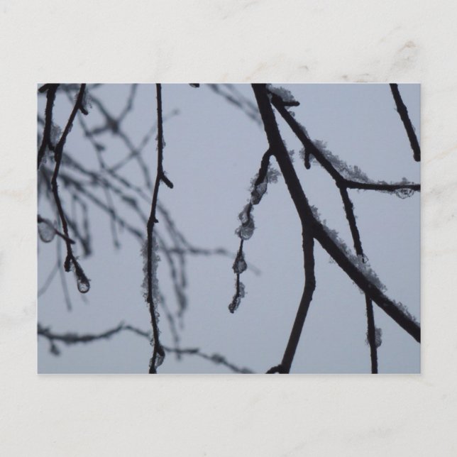 Icy Branches Winter Nature Photography Postcard (Front)