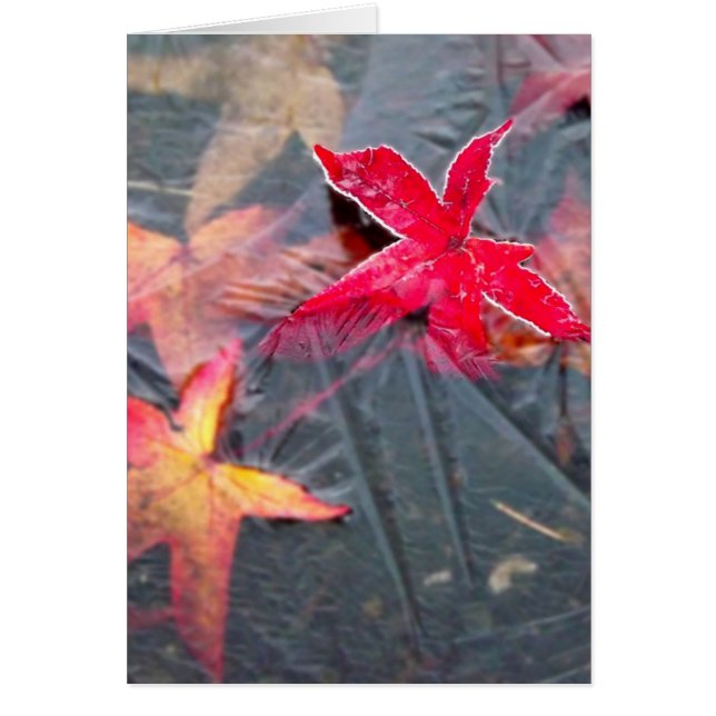 Icy Leaves (Front)