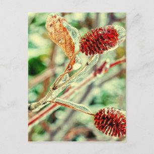 Icy Postcard