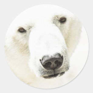 Icy stare of a Polar Bear Classic Round Sticker