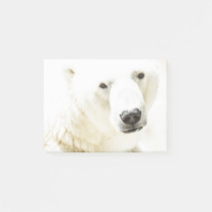 Icy stare of a polar bear post-it notes