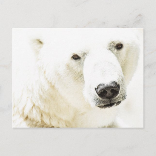 Icy stare of a polar bear postcard (Front)