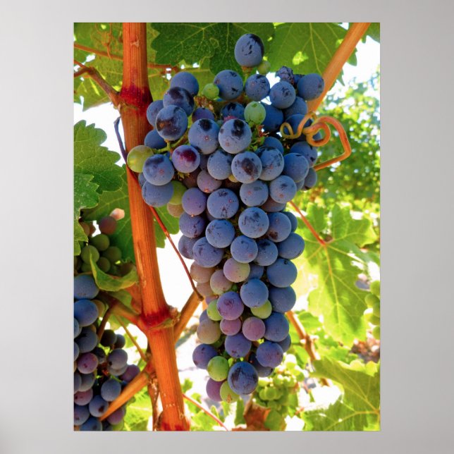 Idaho Concord Grapes Poster (Front)