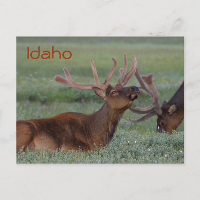 Idaho elk postcard (Front)