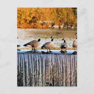 Idaho Falls, Canadian Geese,  Postcard