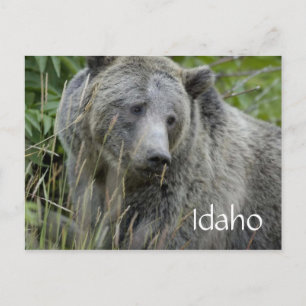 Idaho grizzly bear postcard