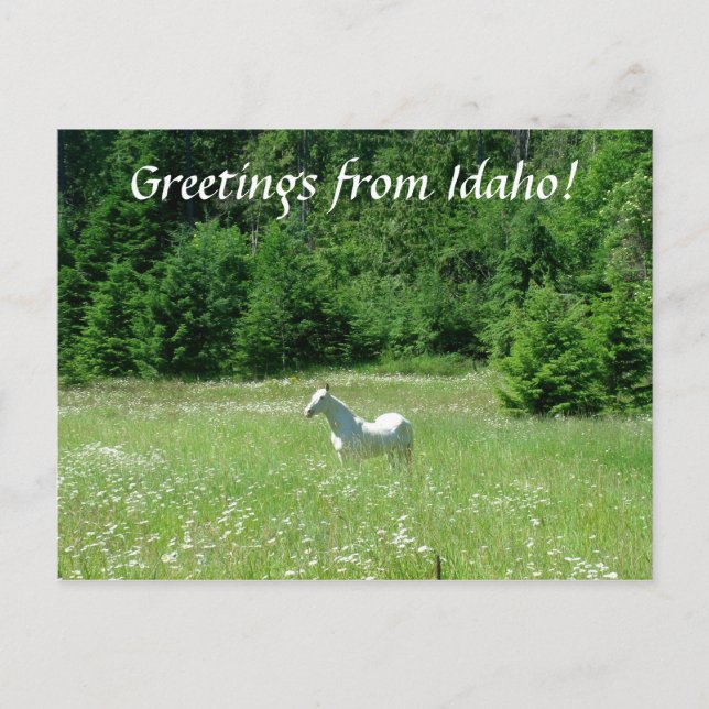 Idaho Meadow - Postcard (Front)