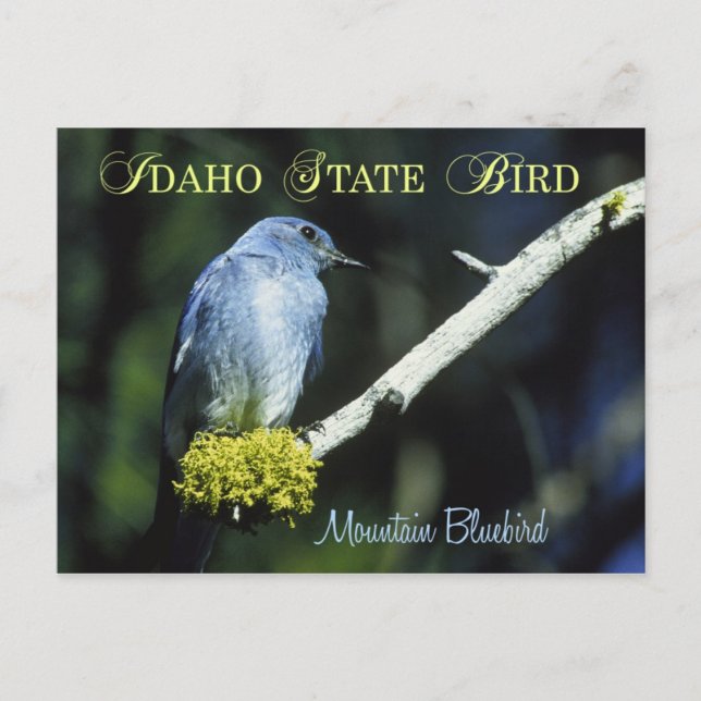 Idaho State Bird - Mountain Bluebird Postcard (Front)